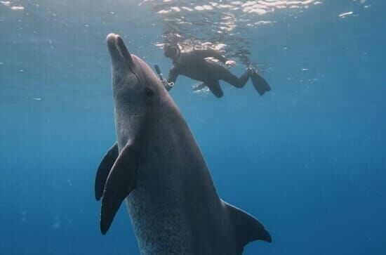 Im Bann der Delfine