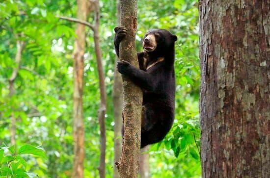 Wilde Insel Borneo