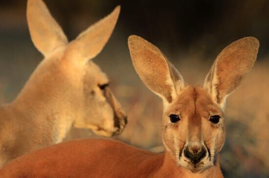 Kängurus – Australiens Rote Riesen