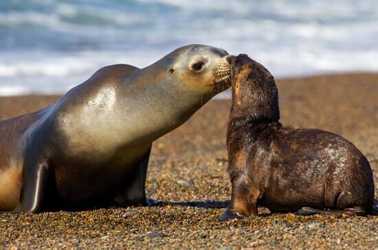 Wildes Patagonien