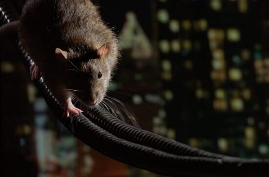 Das erstaunliche Leben der Ratten – Unterwegs in Rat City