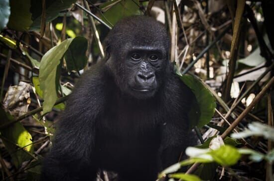 Kongo: Schutz für den Gorillawald