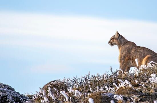Geisterkatzen – In den Bergen der Pumas
