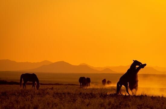 Afrikas Wilder Westen – Namibias Wüstenpferde