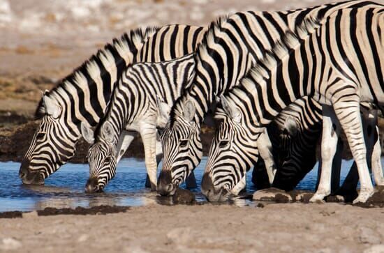 Wasserlöcher – Oasen für Afrikas Fauna