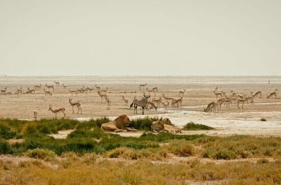 Kalahari – Gesetz der Wildnis