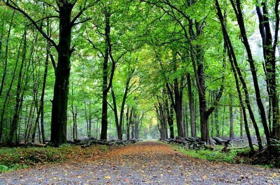 Europas Urwälder: Wilde Karpaten