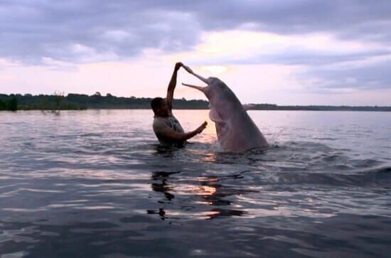 Boto, der rosa Flussdelfin