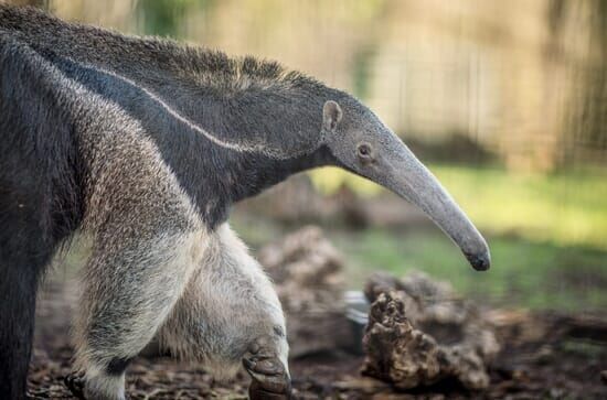 Zoo und so – Tierisch wild!