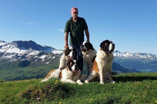 Schweizer Hundegeschichten: Der Bernhardiner vom Großen Sankt Bernhard – Weit mehr als ein Mythos