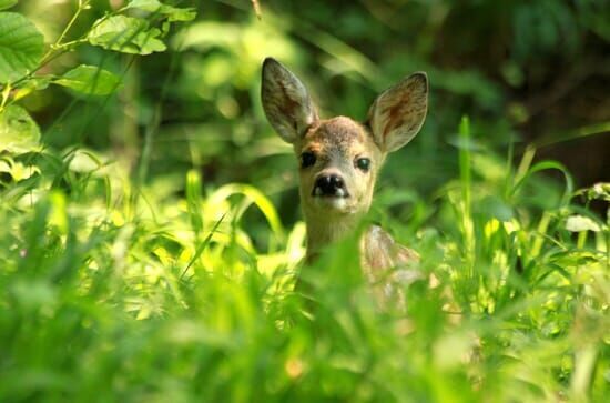 Der wilde Wald der Kaiserin