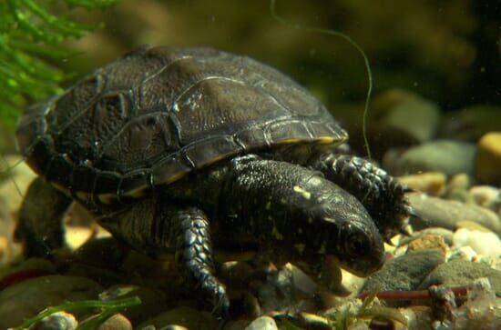 Sumpfschildkröten in Bayern