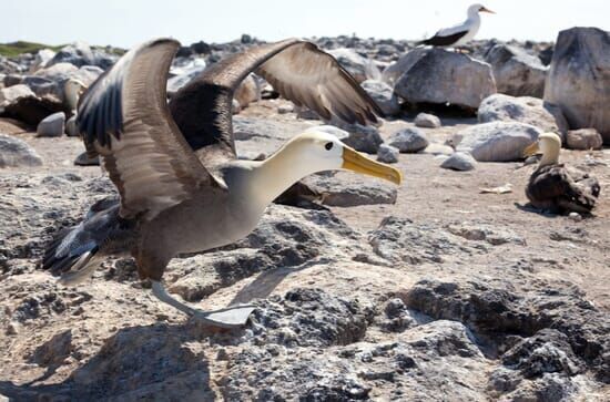 Galapagos