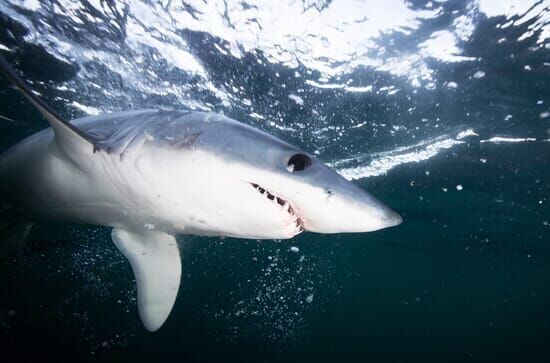 Shark Vortex – Konferenz der Haie 2