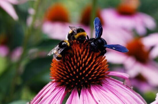 Die Welt der wilden Bienen