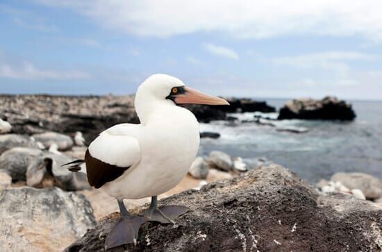 Galapagos