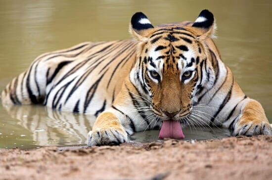 Indien – Im Königreich der Tigerin