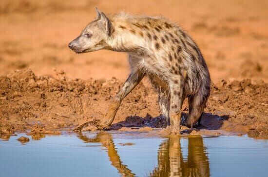 Wasserlöcher – Oasen für Afrikas Fauna