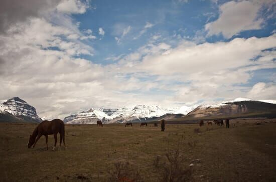 Im Zauber der Wildnis – Yellowstone