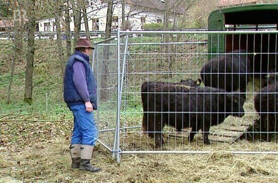 Rindviecher! – Sepp und Xaver als Landschaftspfleger