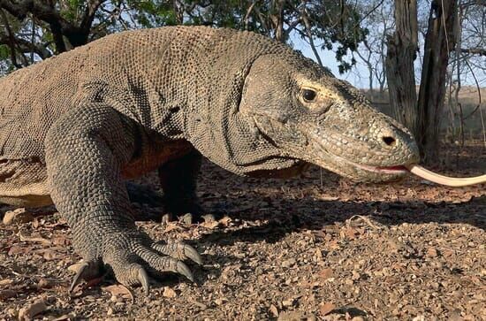 David und die Komodowarane