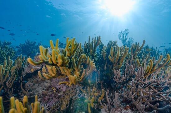 Wunderwelt Korallenriff: Sulawesi