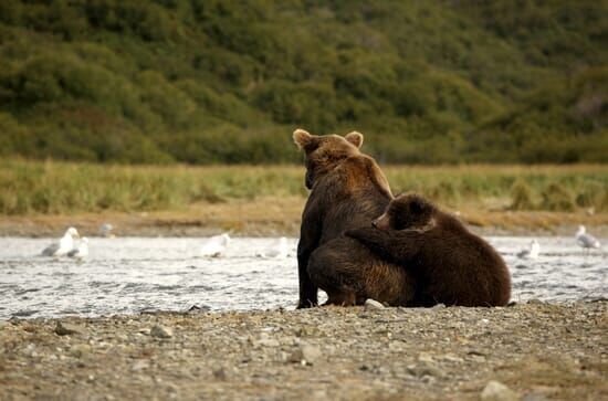 Alaskas Bären: Ein Sommer unter Grizzlys