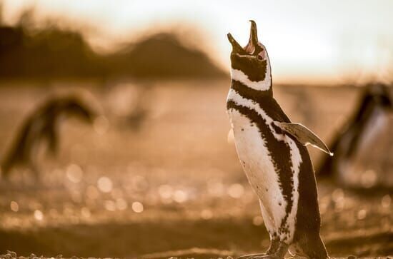 Wildes Patagonien