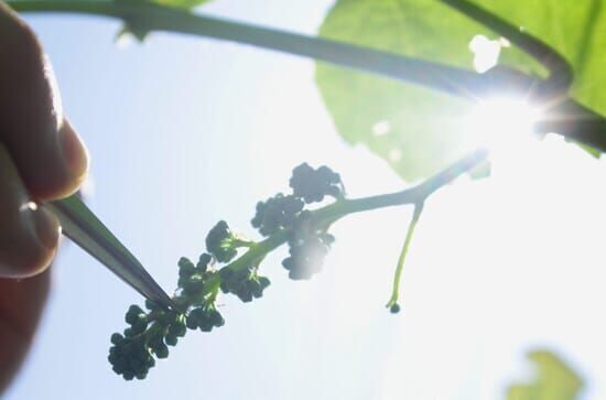 Revolution im Weinberg – Wie das Klima die Weinwelt verändert