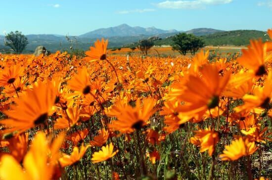 Die Wüstenpferde Namibias – Afrikas wilder Westen