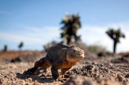 Galapagos