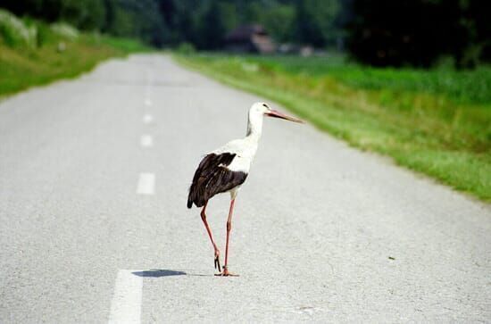 Der Flug der Störche