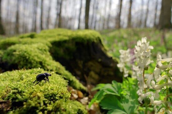 Unsere Wälder