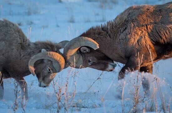 Tierischer Alltag