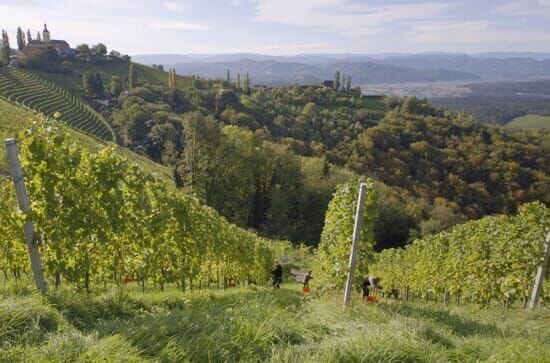 Wein und Stein – Vom steirischen Urmeer zum Weinberg