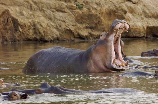Hippos – ganz nah! Das geheime Leben der Flusspferde