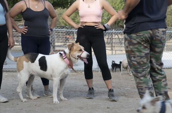 Cesar Millan: Better Human Better Dog – Bessere Menschen, bessere Hunde