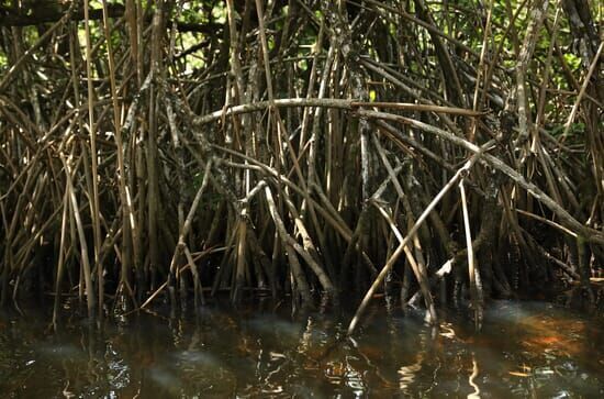 Giganten unter Wasser – Riesenfischen auf der Spur