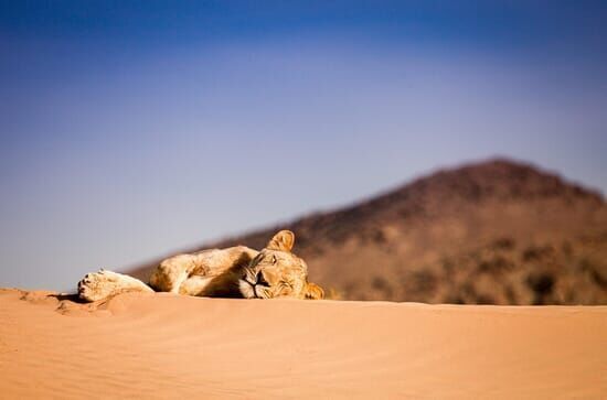 Wüstenkönige – Die Löwen der Namib