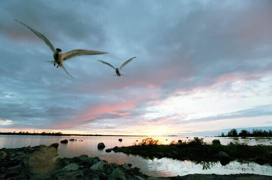 Wilde Ostsee