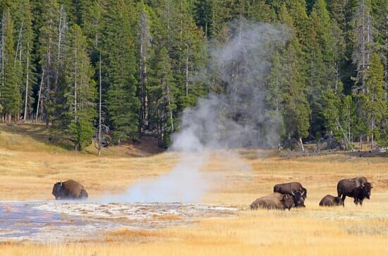 Yellowstone – Nationalpark USA