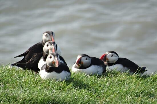 Im Zauber der Wildnis – Island