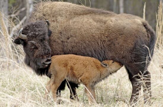 Tiere vor der Kamera: Kleine, liebenswerte Alaskaner