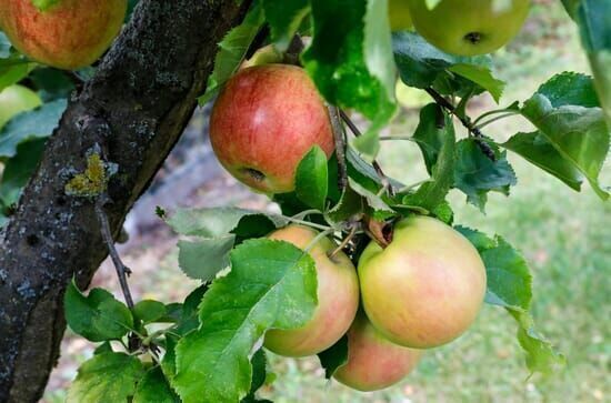 Schnittgut. Alles aus dem Garten