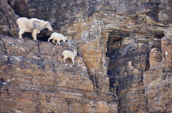 Wilde Tierbabys