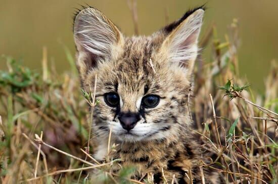 Wilde Tierbabys