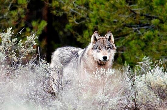 Yellowstone