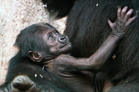 Wilde Tierbabys