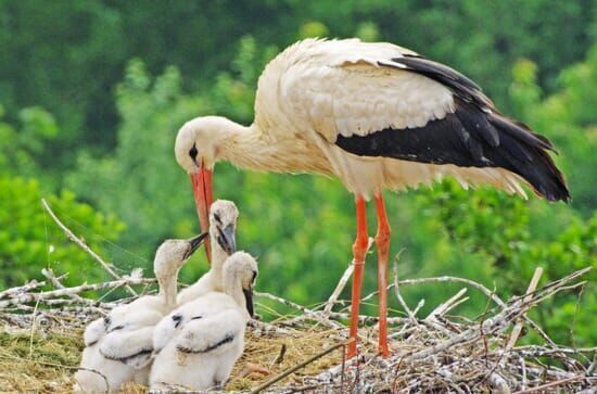 Der Sturm – Tiere bei Blitz und Donner