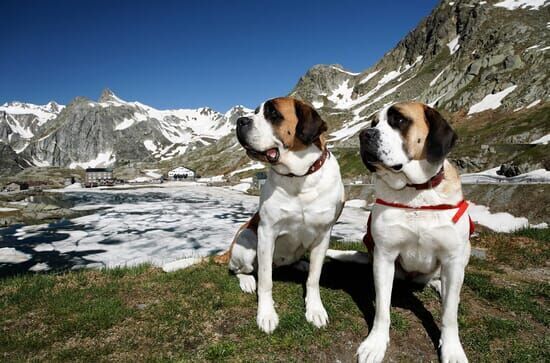 St. Bernhard: Von Menschen und Hunden